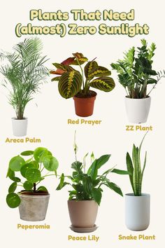 there are many different types of house plants in the potted planter, and each one has its own name on it