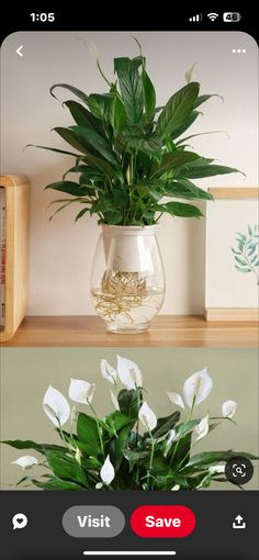 two pictures with plants in vases on the same shelf and one has white flowers