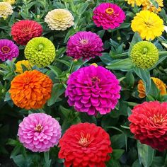 many different colored flowers in a garden