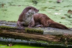 an otter sitting on top of a log in the middle of green algae covered water