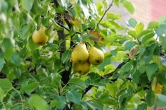 several pears hanging from a tree with green leaves