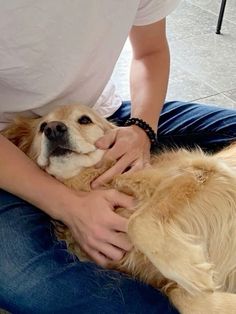 a person petting a dog on the back of his lap in front of him