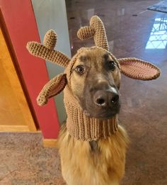 a brown dog wearing a knitted reindeer hat