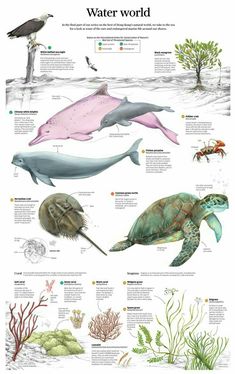 a poster showing different types of sea animals