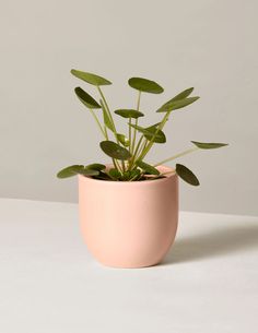 a potted plant with green leaves in it