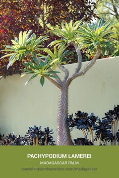 there is a small tree in the middle of this planter with many plants around it