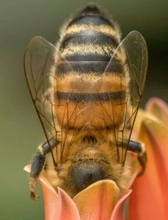 a close up of a bee on a flower