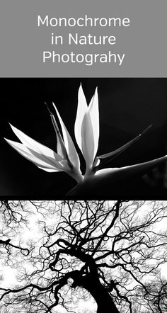 there is a black and white photo with the words monochromee in nature photography