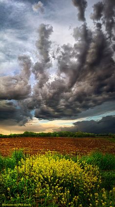 a field with yellow flowers and clouds in the sky above it, as seen from an open area