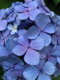 blue flowers with green leaves in the background