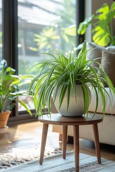 a potted plant sitting on top of a wooden table in front of a window