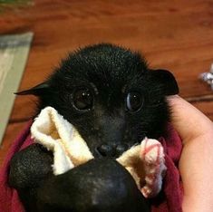 a small black animal is wrapped in a red towel and being held by someone's hand