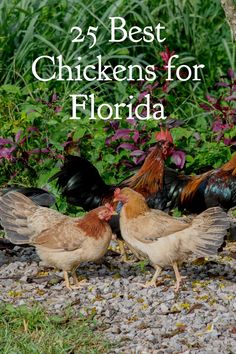 three chickens standing next to each other in front of flowers and plants with the title 25 best chickens for florida