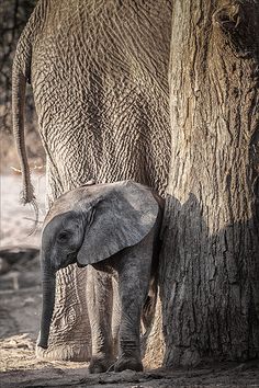 an elephant is standing next to a tree