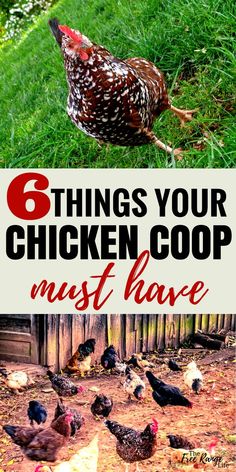 chickens in the yard with text overlay that reads 6 things your chicken coop must have