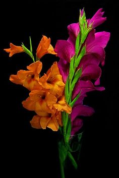 three different colored flowers in a glass vase