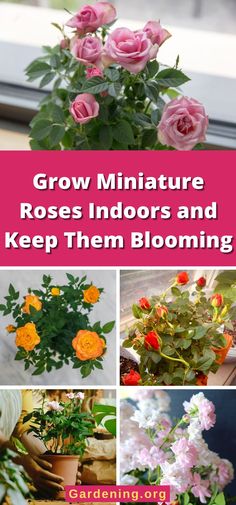 several different types of flowers and plants with the words grow miniature roses indoors and keep them blooming