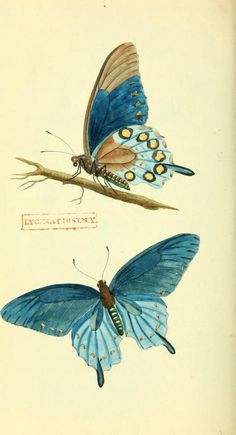 two blue butterflies sitting on top of a branch