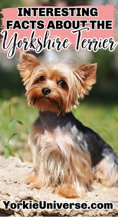 a yorkshire terrier sitting on the ground with text overlay that reads interesting fact about the yorkshireie terrier