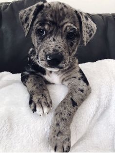 a dog laying on top of a white blanket