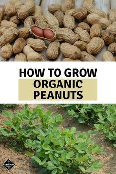 an image of how to grow organic peanuts