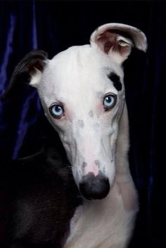 a white and black dog with blue eyes