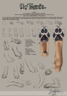 the foot is shown with different types of feet