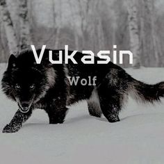 a black and white photo of a wolf in the snow with words vuksin