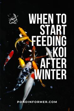 koi fish swimming in the water with text that reads, when to start feeding koi after winter