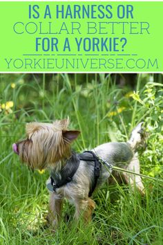 a small dog standing in the grass with text overlay that reads is a harness or collar better for a yorkie?