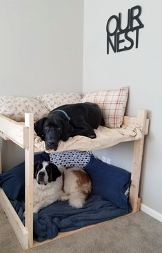 two dogs laying on top of a bunk bed