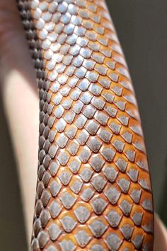 a close up view of a person's hand holding an orange snake skin object