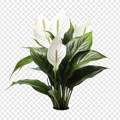 white flowers with green leaves in a vase on a transparent background, hd png