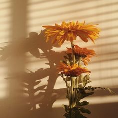 a vase filled with yellow flowers sitting next to a shadow on a wall and the words like this post get a prize