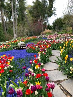 colorful tulips and other flowers in a garden