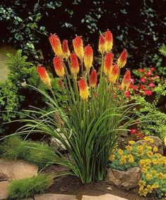 the flowers are blooming in the garden by the rocks and plants on the ground