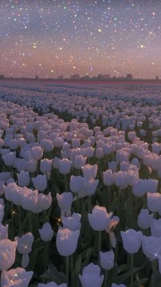 a field full of white tulips under a night sky with stars in the background