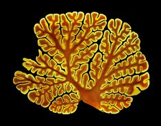 an orange and yellow coral on a black background