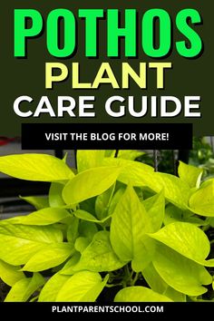 pothos plant care guide with text overlay