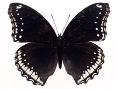 a black butterfly with white spots on its wings