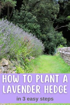 lavender plants growing on the side of a stone wall with text overlay how to plant a lavender hedge in 3 easy steps