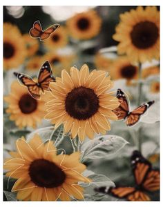 sunflowers with butterflies flying around them