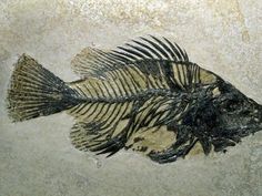 a fish skeleton sitting on top of a stone floor