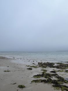 the beach is covered with seaweed and rocks