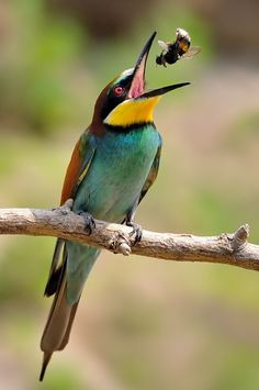 a colorful bird sitting on top of a branch with a bee in it's mouth