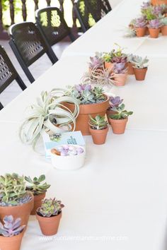 there are many succulents on the table and one is for each other