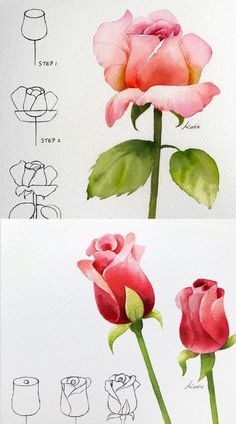 two roses are shown in different stages of blooming, and the same flower is drawn on