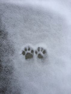 an animal's paw prints in the snow