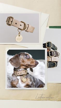 a dachshund dog wearing a leather collar and matching leash is shown in this photo