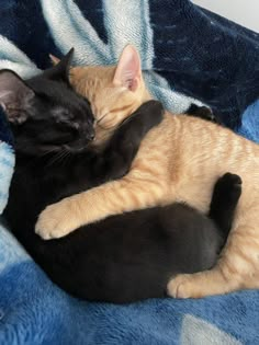 two cats cuddle together on a blanket